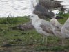 Caspian Gull at Wat Tyler Country Park (Steve Arlow) (104061 bytes)